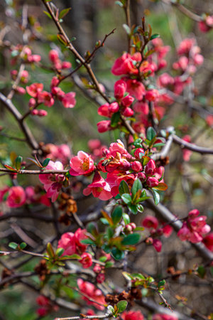 Honey bee collecting pollen from red quince flower in springの写真素材