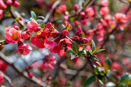 Honey bee collecting pollen from red quince flower in springの写真素材
