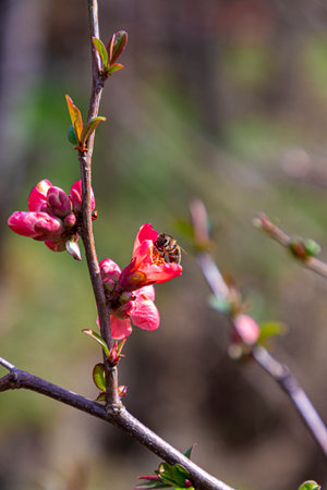 Honey bee collecting pollen from red quince flower in springの写真素材