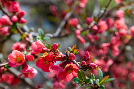 Honey bee collecting pollen from red quince flower in springの写真素材