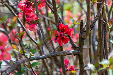 Honey bee collecting pollen from red quince flower in springの写真素材