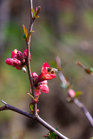 Honey bee collecting pollen from red quince flower in springの写真素材