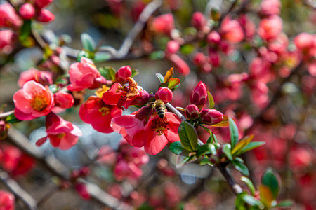 Honey bee collecting pollen from red quince flower in springの写真素材