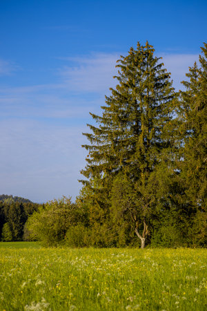 Grassy fields and trees in green rolling hills below a blue sky in the light of sunset in summerの写真素材