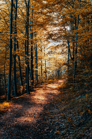Autumn forest landscape with path autumn leaves and warm light illuminates the golden foliage