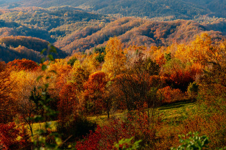 Rainy autumn day with beautiful forest colorsの写真素材