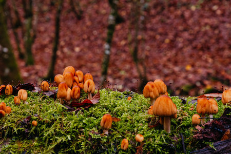 Close-up of small mushrooms in the autumn forest growing on a fallen tree