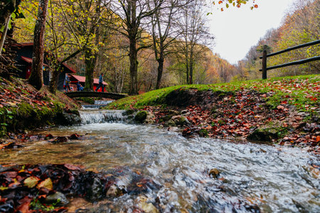 Rainy autumn day with beautiful forest colorsの写真素材