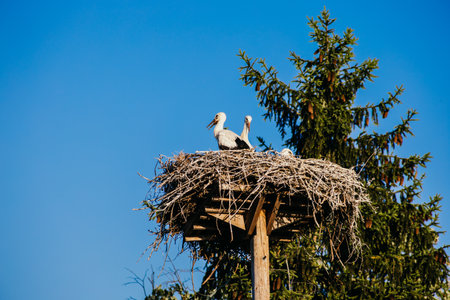 White storks with young baby stork on the nest in Croatia