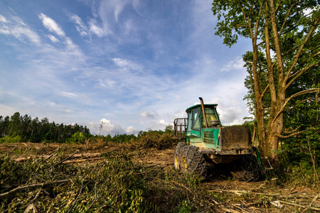Stack of many sawn logs of pine treesの写真素材