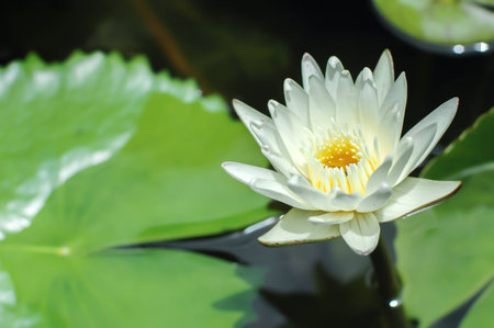 The beautiful white lotus is blooming in the pool at the garden の写真素材