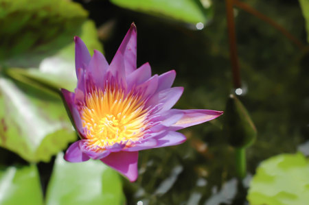 The beautiful purple lotus with yellow pollen is blooming in the pool at the garden 