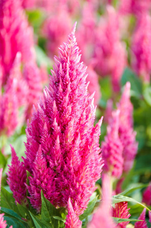 The celosia flower blooming in the garden.の写真素材