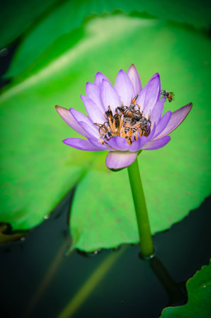 This is the nature of bee that swarm the blooming lotus for sweet.の写真素材
