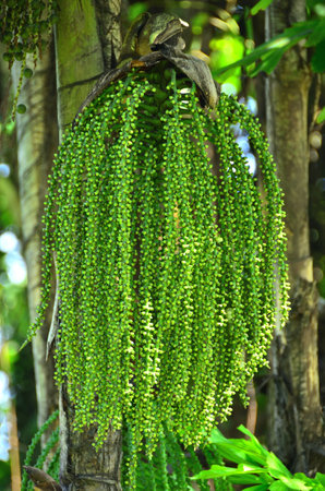 Palm tree with green flowers in the botanical garden in Thailandの写真素材