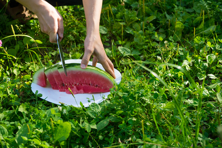 Cut watermelon on the grassの写真素材
