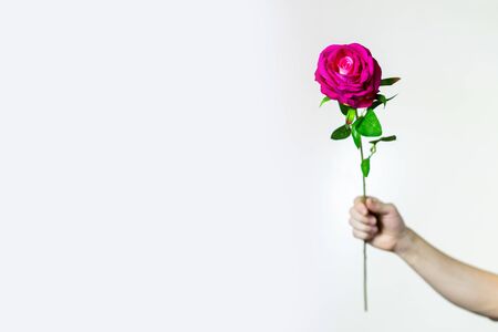 A hand is holding a rose flower on a gray background. Congratulations on the International Women's Day on March 8.の写真素材