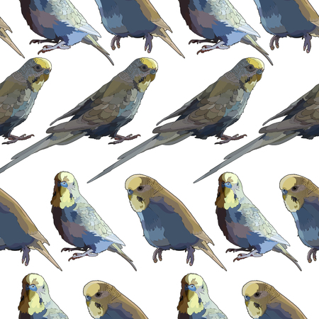 Budgerigar. Vector isolated elements on the white background.