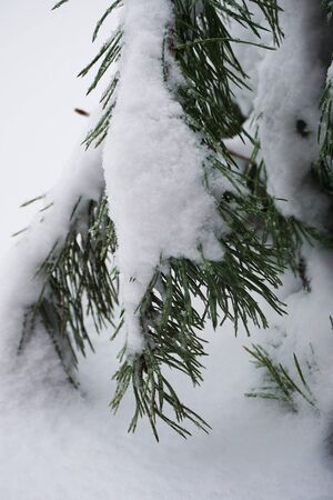 Branches of pine tree with snow. Morning in the countryside. Photoの写真素材