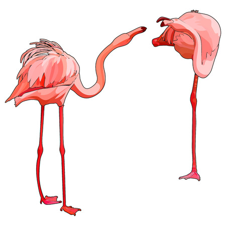 Two flamingos in love, vector illustrationのイラスト素材