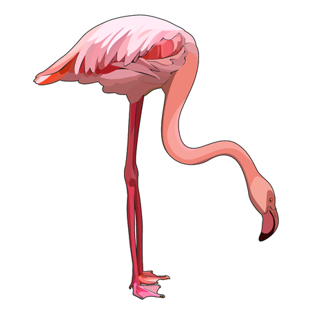 Standing flamingo, vector illustrationのイラスト素材