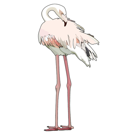 Standing white flamingo, vector illustrationのイラスト素材