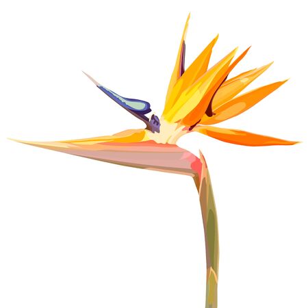 Strelitzia Reginae orange tropical flower bouquets vector set isolated on white. Green leaves, orange and violet blossom design set. South African plant, so called crane flower or bird of paradise. - Vectorのイラスト素材