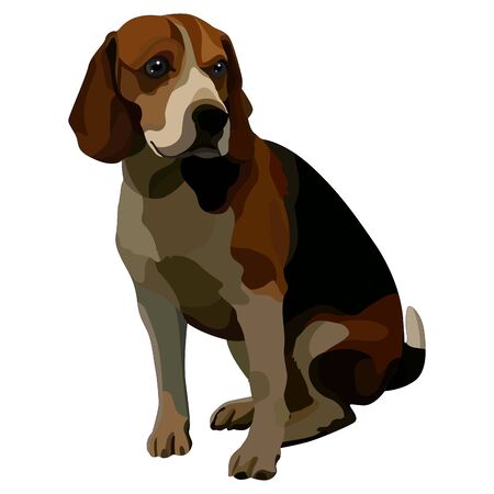 Smooth-haired brown beagle. Vector illustrationのイラスト素材
