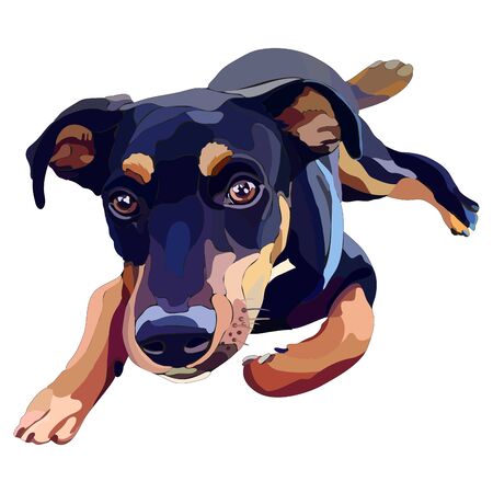 Illustration of Jagdterrier. Vector, EPS10のイラスト素材