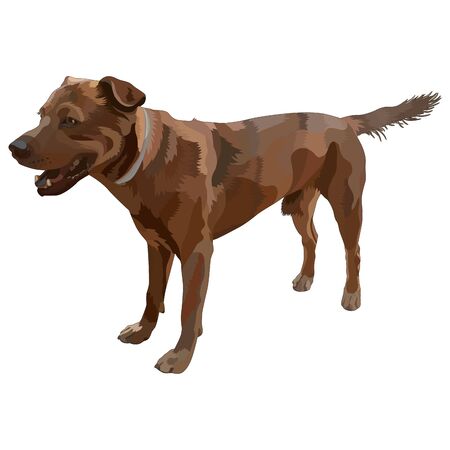Illustration of dog. Plott Hound. Vector, EPS10のイラスト素材