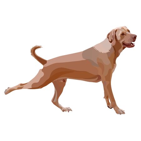 Illustration of lying dog. Vector, EPS10のイラスト素材