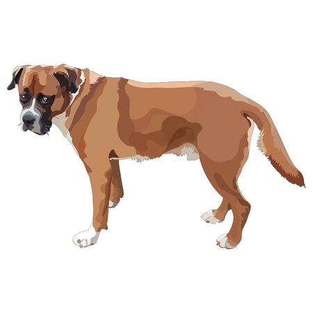 Illustration of dog-boxer. Vector, EPS10のイラスト素材