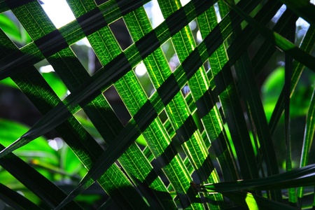 lattice made of palm leavesの写真素材