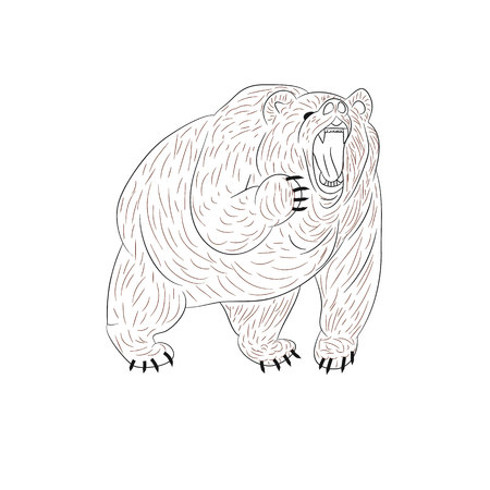 Angry grizzly bear growls, silhouette on white background.vectorのイラスト素材