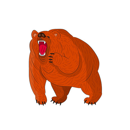 Angry grizzly bear (brown) growls, cartoon on white background.vectorのイラスト素材