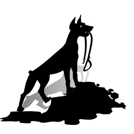 Silhouette of a Dog (Doberman Pinscher) holds a leash and looks up, isolated on a white background.のイラスト素材