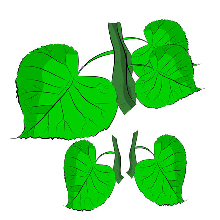 Green leaves on a branch illustration.のイラスト素材