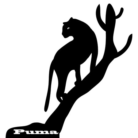 Wild cat on tree, silhouette on white background.のイラスト素材