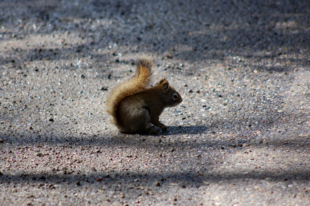 A wild squirrel is standstill on gravel floor at Banff National Park.の写真素材