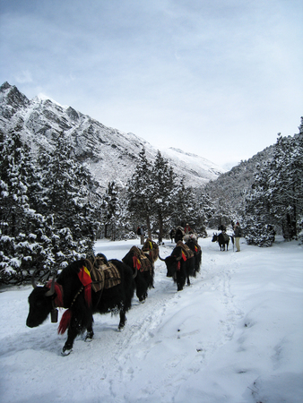 Yak caravan is walking on snowy ground to the next village in himalayas.の写真素材