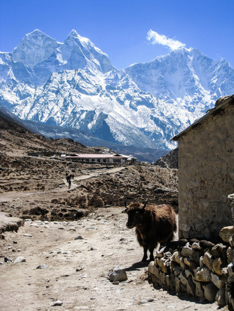 A brown yak is standing beside a stone barn in Periche village on the everest base camp trekking route with high snow mountains in background on a blue sky day.の写真素材
