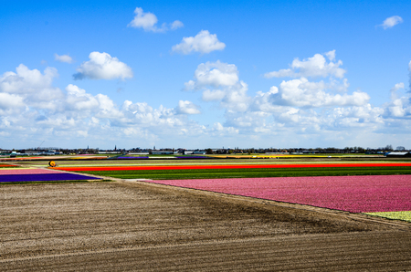 The scenery of colorful flowers field and the cultivated land preparing outside Keukenhof, Netherlands in white cloud and bright blue sky.の写真素材