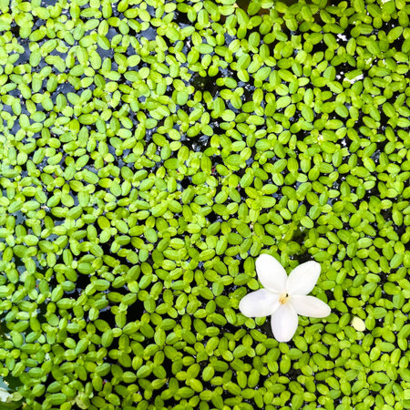Closeup of a small white flower (Wrightia religiosa Benth) floating with a lot of tiny fresh green...