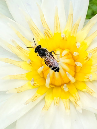 Close-up of a honeybee that attach the yellow stamens of a blooming white lotus flower.