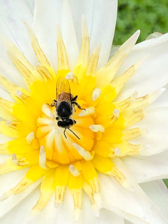 Close-up of a honeybee that attach the yellow stamens of a blooming white lotus flower.の写真素材
