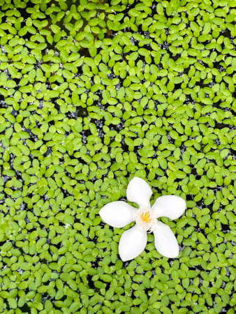 Top view of a blooming white gardenia flower with the yellow stamens (Wrightia antidysenterica) floating on tiny fresh green leaves of waterplant (duckweed) in vertical view.の写真素材