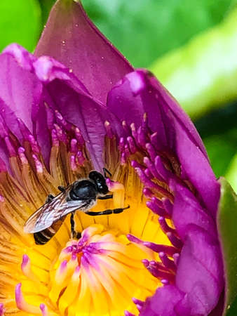 Close-up of a bee swarming on yellow stamens in a fuchsia blossom lotus with background of blurred green lotus leaf on vertical view.の写真素材