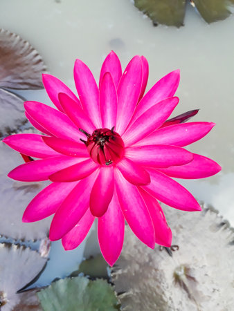 A top view of a fresh magenta lotus blooming above dark lotus leaves floating on the murky water in a pond.の写真素材