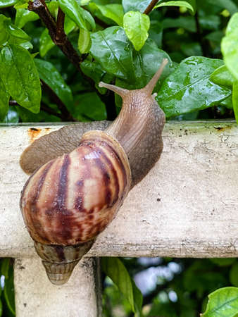 Closed up of a brown snail crawls on white steel fence with backdrop of fresh green plants in sunlight in vertical view.の写真素材