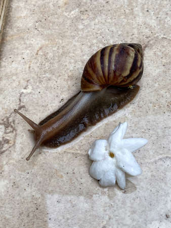 Close up of a crawling brown snail compares scale with small white flower on white ceramic tile floor  at daytime in vertical view.の写真素材